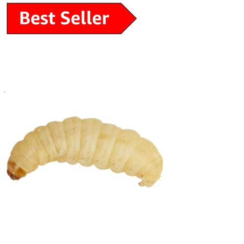Potent waxworms 15g for - waxworms, birds