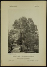 1898 - Glossy Privet -
