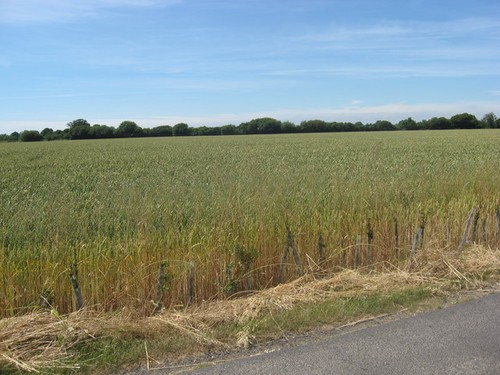 Photo arable crops - arable, adjacent