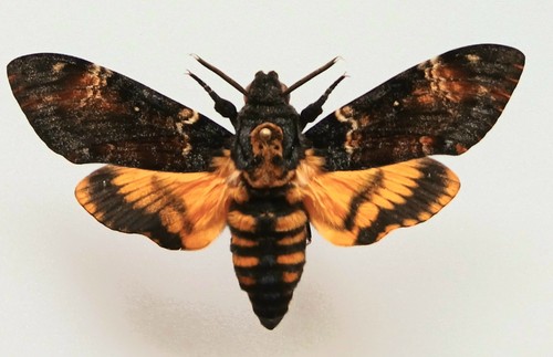 Acherontia atropos deaths - ,