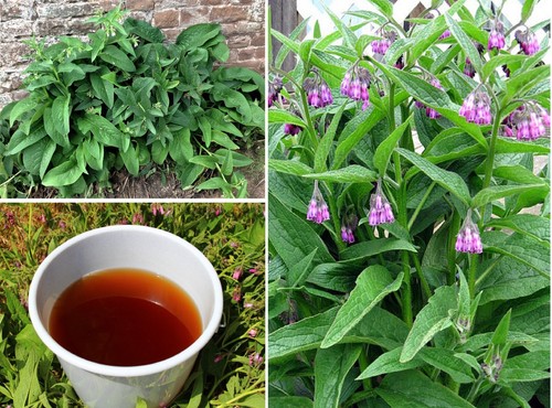 Comfrey seeds great - comfrey,