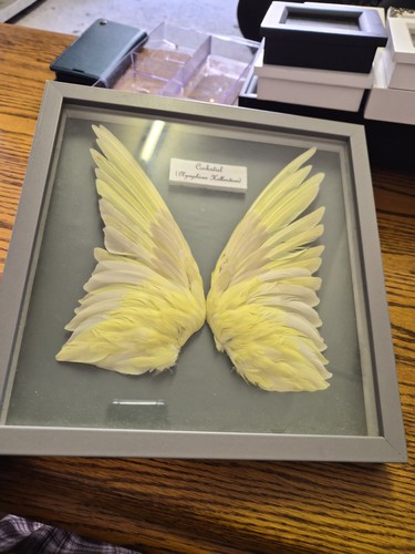 Cockatiel wings taxidermy - cockatiel,