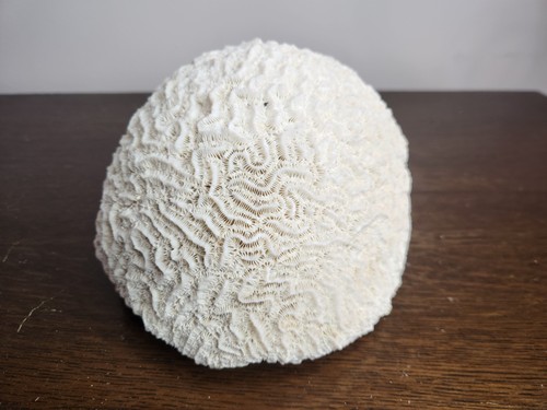 Brain coral montastrea - brain,