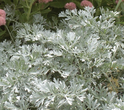 Artemisia lambrook silver - artemisia,