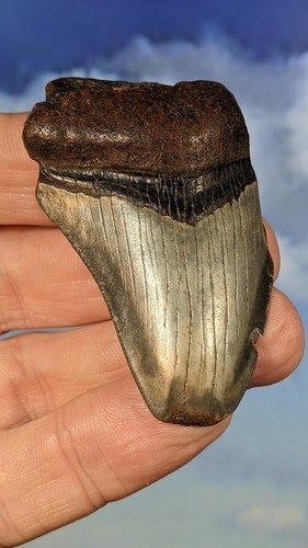 Megalodon shark fossil - shark,