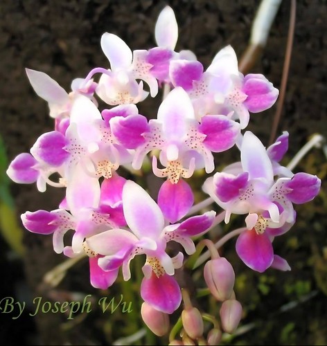 Mini phalaenopsis equestris - mini,