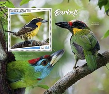 BARBETS Birds Barbet Tropical