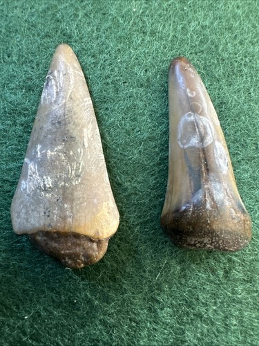 Fossil teeth possibly - fossil,