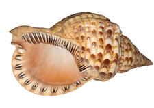 Beautiful Large TRITON TRUMPET Horn Sea Shell Charonia Tritonis 12"  2lb 10oz