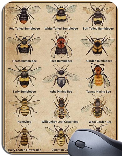 Types bee vintage chart - vintage,