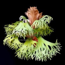 Platycerium SS FOONG