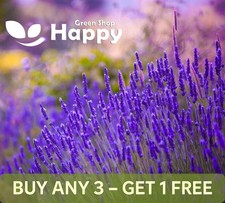 300 SEEDS - BEST FLOWERING