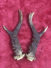 PAIR OF ROE DEER ANTLERS 