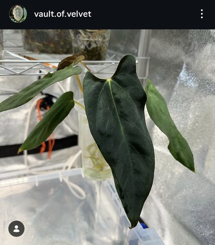 Anthurium nse portillae - nse,