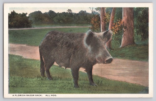 Vintage florida razor - vintage, hog