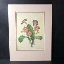 Vintage Art Print: Primrose, Pierre Joseph Redoute, Unframed, 1979 