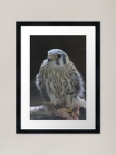 Baby Hawk Framed Art Print