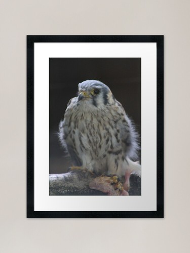 Baby hawk framed - hawk, art
