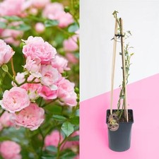 Red Pink Purple Orange