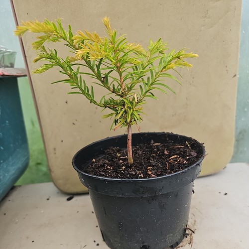English yew conifer - conifer, tree