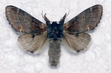 🦋 Iron Prominent Moth