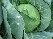 CABBAGE GOLDEN ACRE  1400 SEEDS  UK FREEPOST