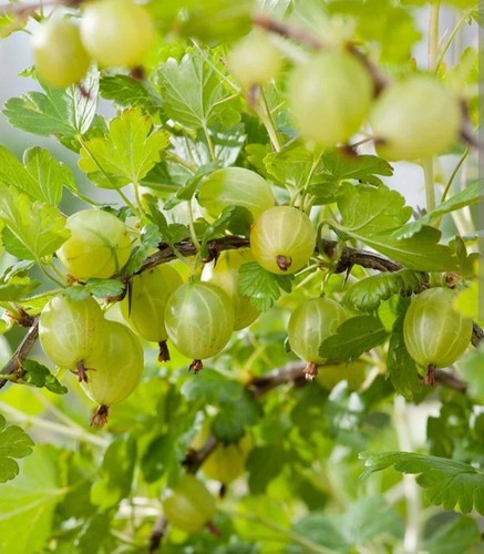 Hinnonmaki green gooseberry - hinnonmaki,