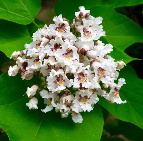 Catalpa speciosa 100cm - catalpa, 70-100cm