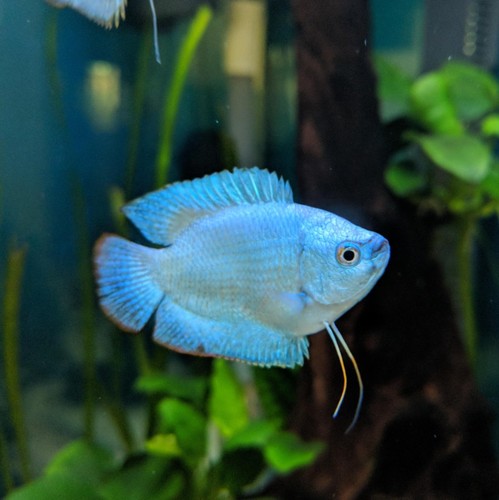 Powder blue gourami - blue,
