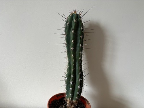 Unusual cactus plant - , |