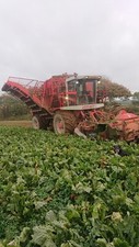 Fodder Beet for sale +