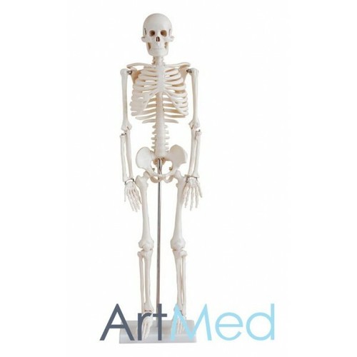 Skeleton half size - cm,