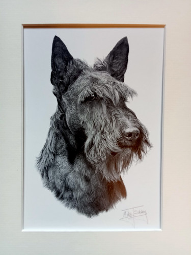 Mike sibley scottish - mike, terrier