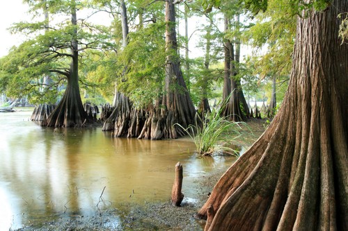 Taxodium distichum swamp - distichum,