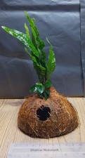 Anubias nana petite - anubias,