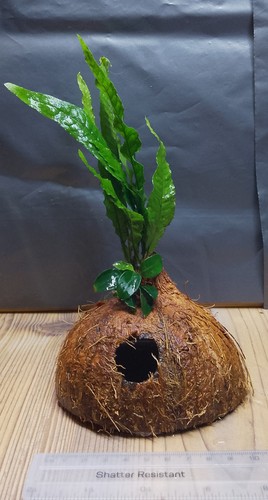 Anubias nana petite java fern - anubias, petite/java