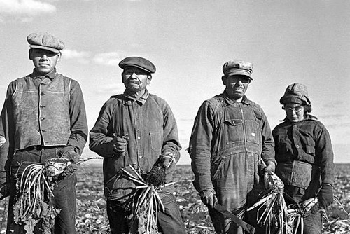 Mexican sugar beet - , worker