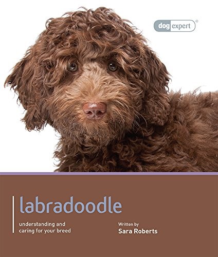 Labradoodle dog expert sarah - -,