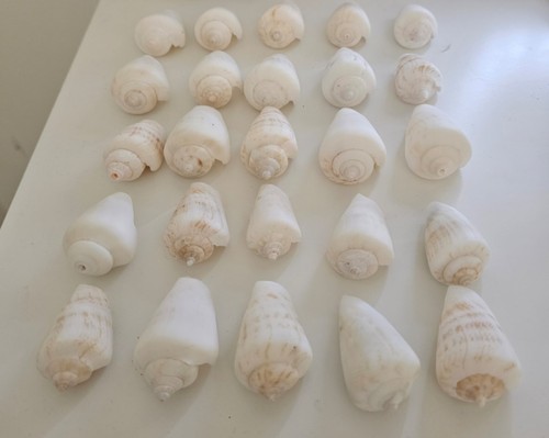 Cone shells sea - 25,
