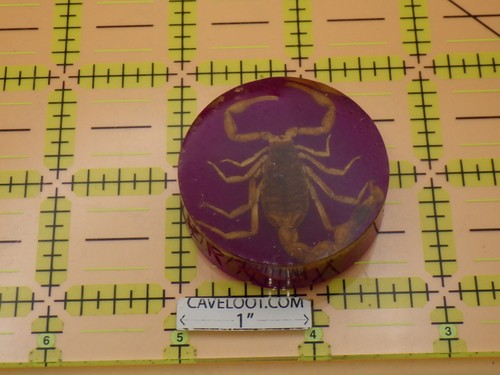 Real scorpion resin - scorpion,