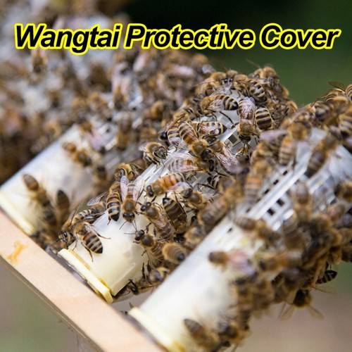 Bee queen rearing - bee,
