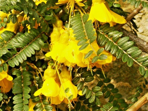 Sophora microphylla yellow - microphylla,,
