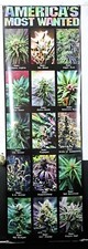 Americas Most Wanted Marijuana,Weed,Pot,cannabis DOOR poster 21"X62"NOS (b303)