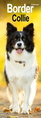 Border collie slim 2027 - collie,