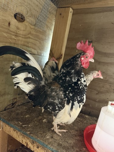 Dozen serama chicken - 12, a