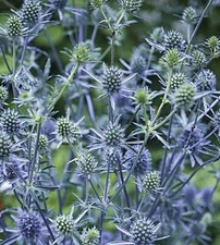 6 Eryngium Planum  Sea Holly  Hardy Herbaceous Perennial   Plug Plants
