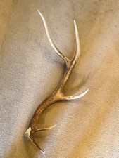 Large EXMOOR RED DEER STAG