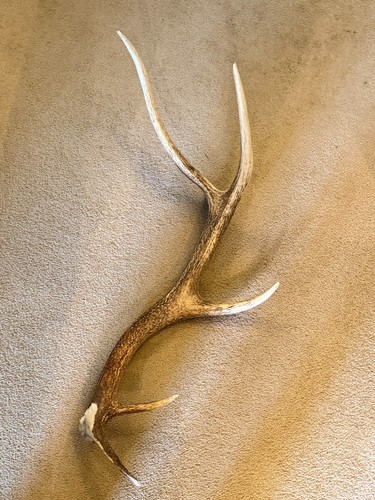 Large exmoor red - exmoor, stag