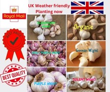 Garlic Cloves Various Varieties From Bulbs Viable Cloves For Planting UK SELLER