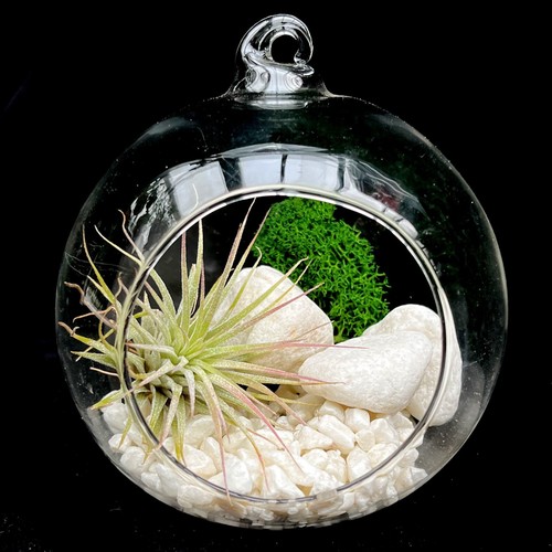 Air plant kit hanging glass - plant,